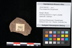 Foto (Objekt + Etikett) von Pinus praepumilio Ettingshausen (NHMW-GEO-2024-0188-0261)